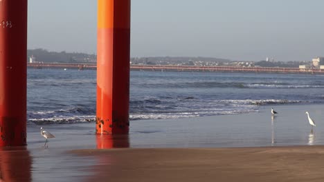 the waves gently lapped against the sandy shore