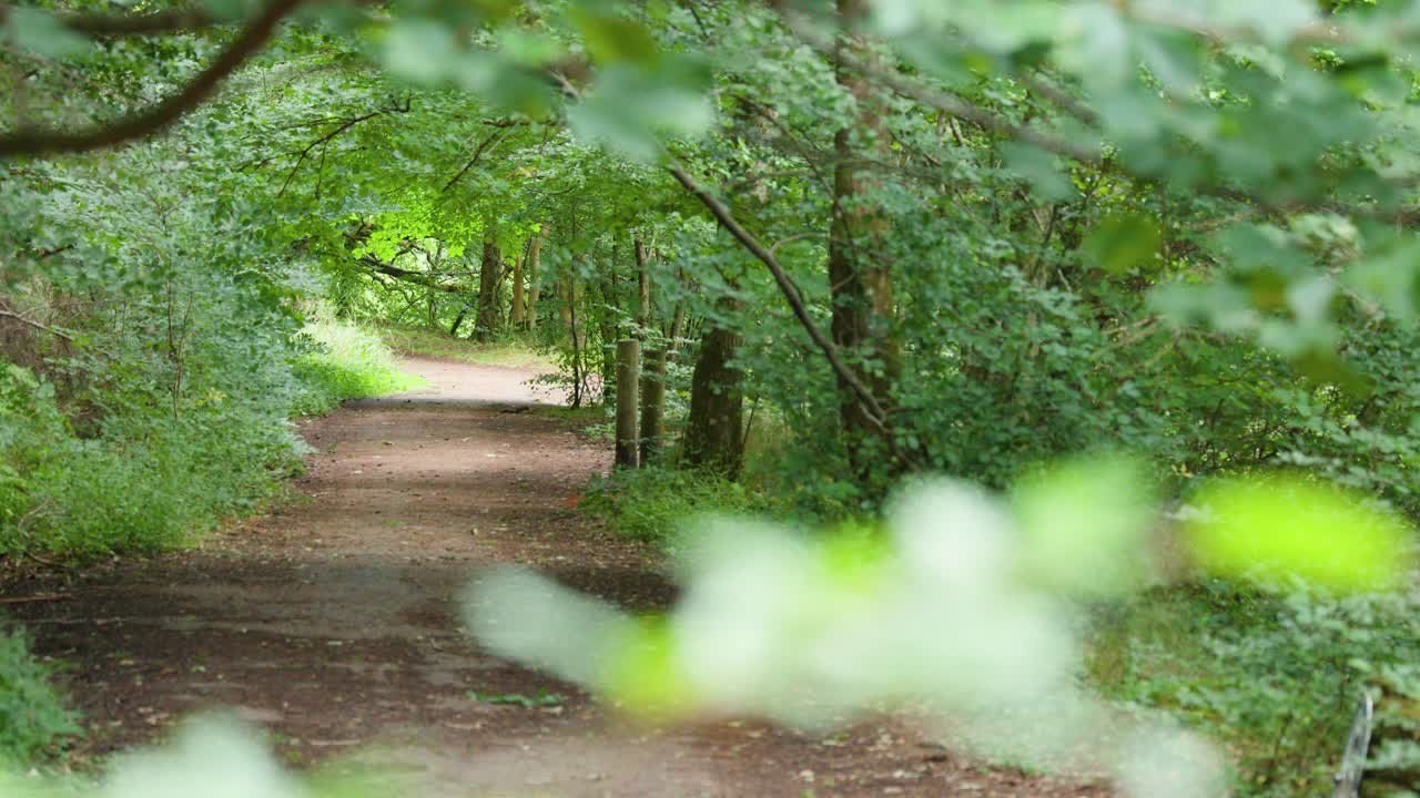 Camera moves slowly along a tranquil, green woodland trail under soft natural daylight