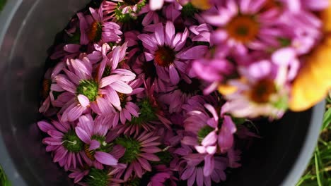 woman puts collected echinacea flowers in bucket