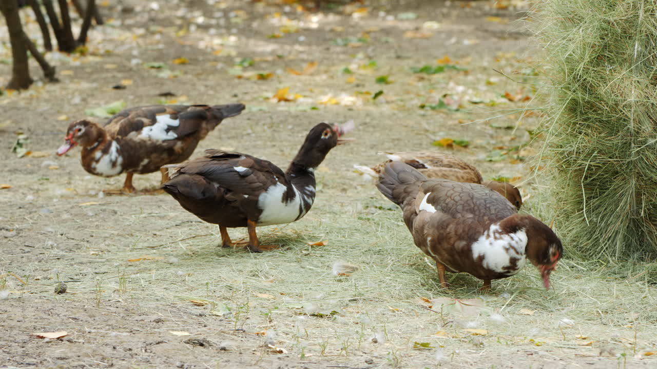 grupo de patos en un parque