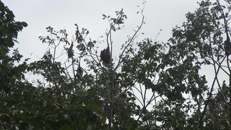 Fledermaus-Pflegt-Sich-Und-Kratzt-Sich-Kopfüber-Am-Baum-Hängend-Australien-Gippsland-Victoria-Maffra-Tagsüber