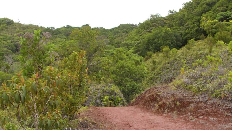 Una telecamera a mano si muove lungo un vivace sentiero di terra rossa circondato da una fitta giungla verde