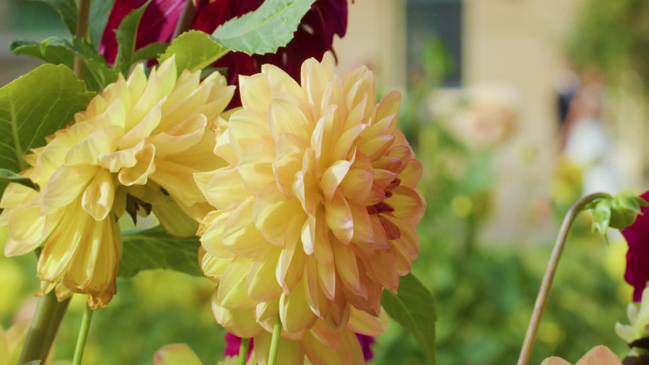Fiori gialli sbocciano in un giardino, con una sposa e un fotografo visibili sullo sfondo