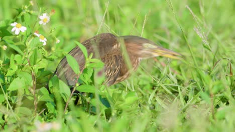 pequeño pájaro garza verde comiendo libélula atrapado en el pico entre la hierba