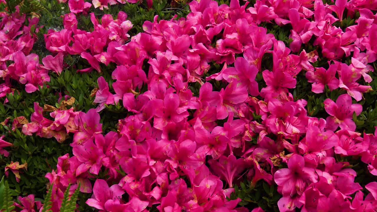 꽃 구경을 축소하다