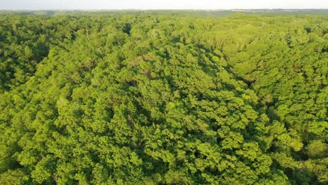 vista aérea de un bosque exuberante
