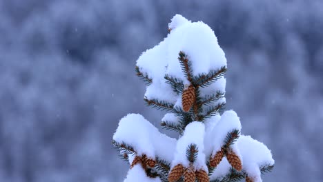 Ponderosa-Kiefer-Mit-Schnee-Bedeckt-In-Bozeman-Montana-Mit-Schneefall-In-4k-Zeitlupe