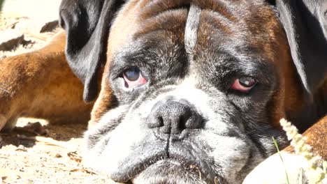 closeup of german boxer face