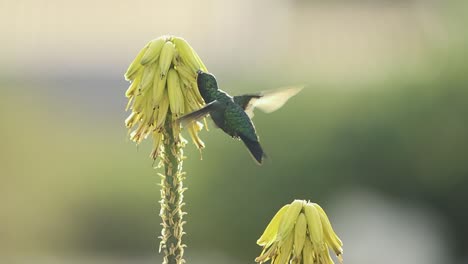 El-Colibrí-Zafiro-De-Mentón-Azul-Sobre-La-Flor-De-Aloe-Vera---Una-Toma-En-Cámara-Ultralenta