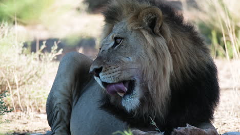 León-Africano-Descansando-En-La-Sabana---Cerrar