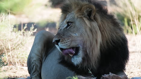 león africano descansando en la sabana - de cerca
