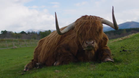 Hochlandrinder,-Die-Auf-Einem-Grasbewachsenen-Hügel-In-Der-Schottischen-Landschaft-Ruhen