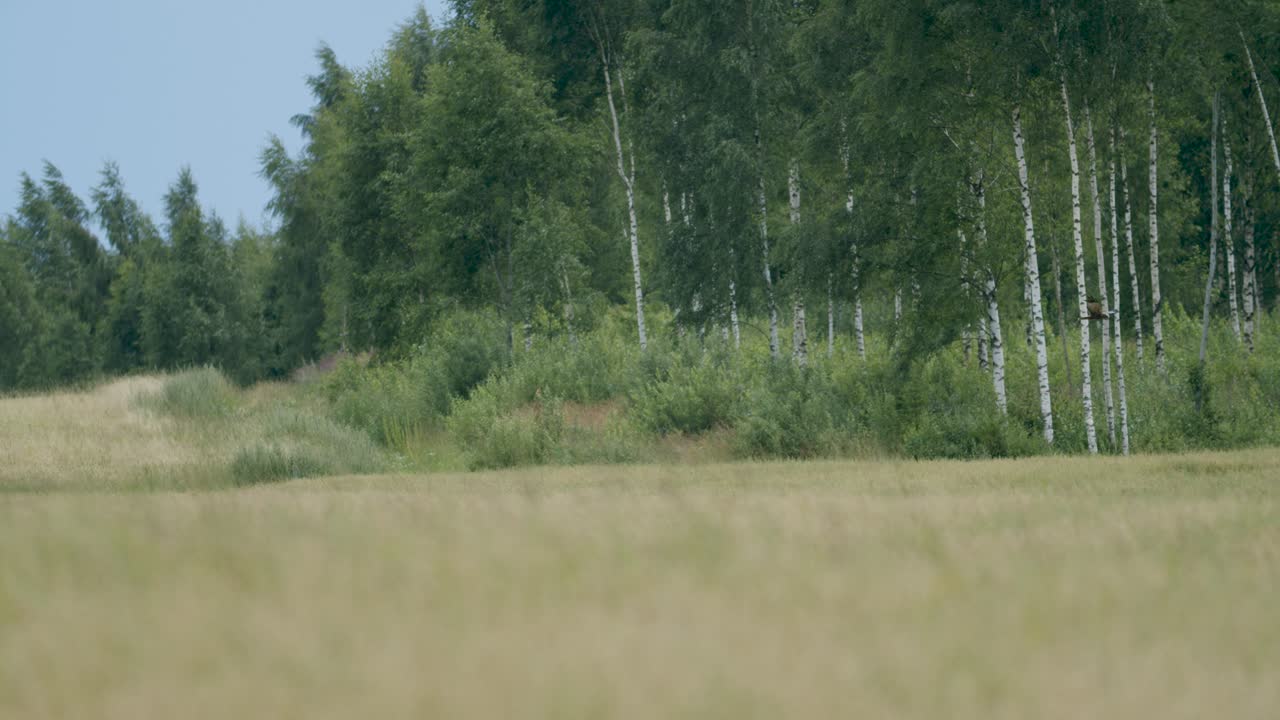 болотный лунь в полете над полями и кустарниками охотится на моли