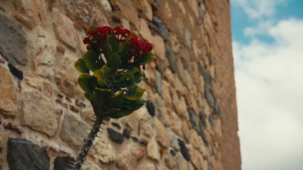 Close-up of spiny plant with red blossoms in front of weathered stone wall. Shallow depth of field creates dramatic isolation