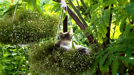 kitten sleeping