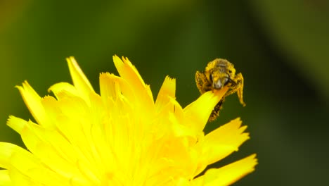 furrow bee crawling around pollinating a yellow common garden flower