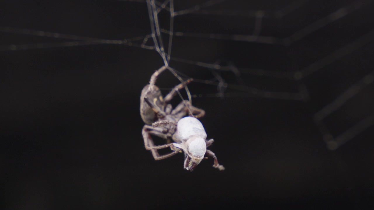 Toma macro de araña capturando presa en su telaraña en un entorno natural