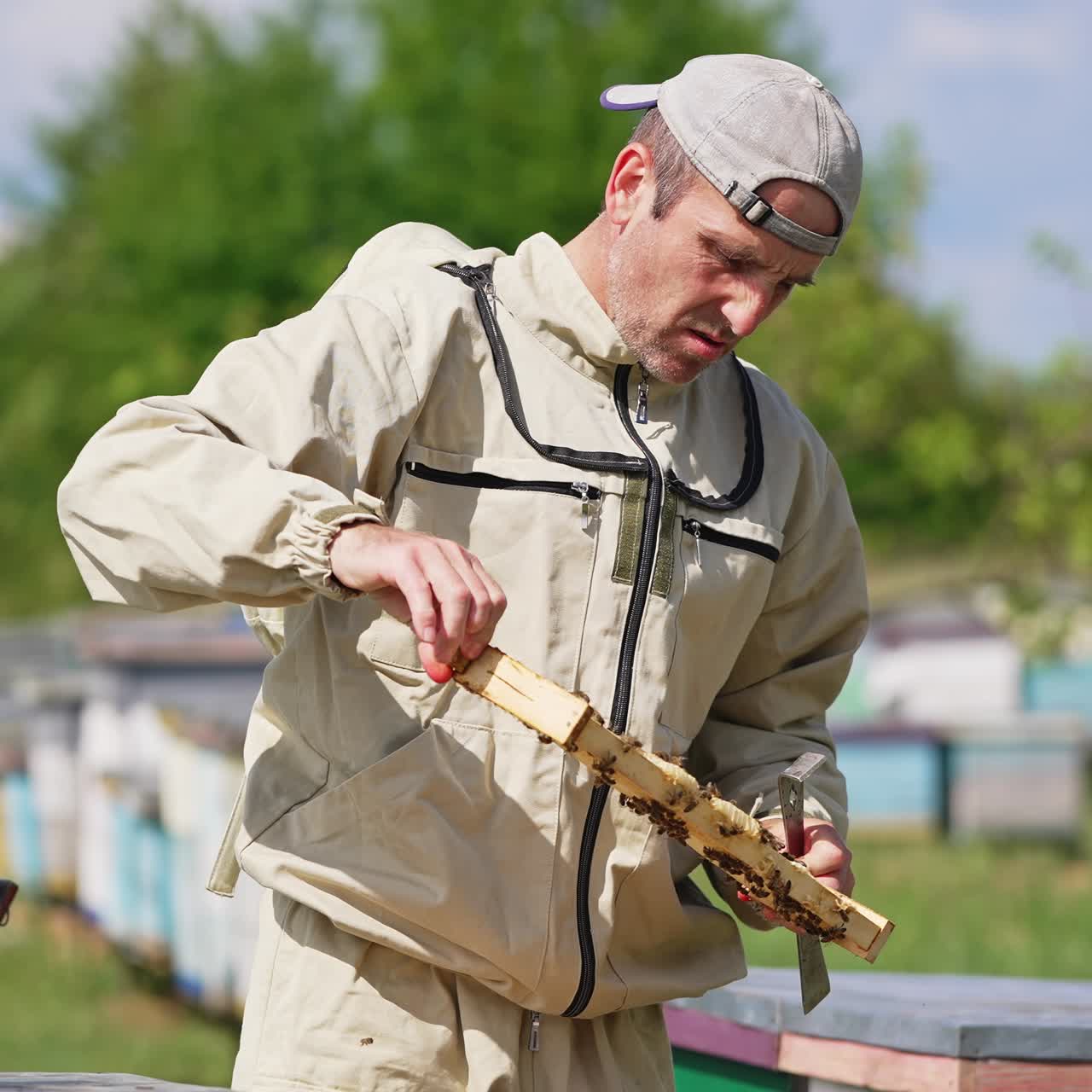 Bearded man in protective outfit taking frames out of hive. Man uses metal tool to extract frames. Blurred nature backdrop
