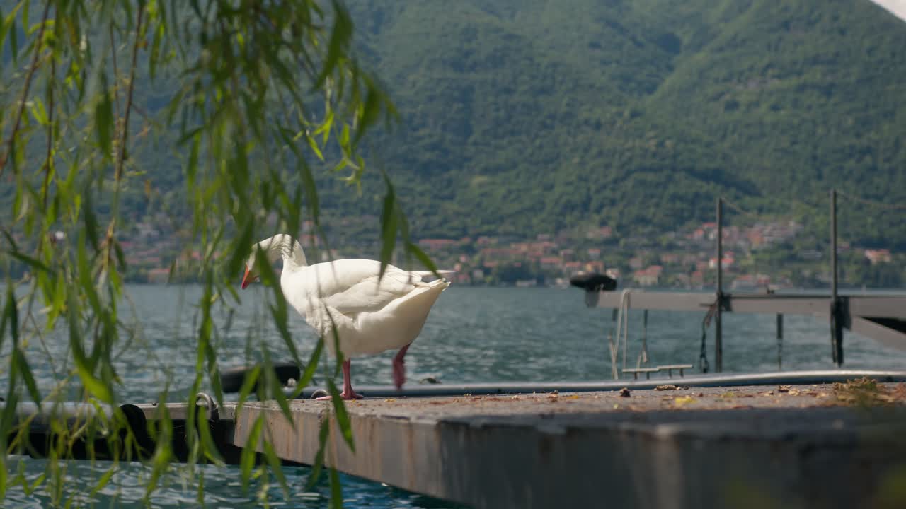 Close-up of goose walking on floating dock at Lake Como, Italy (Lago di Como, Italia) with mountain in background