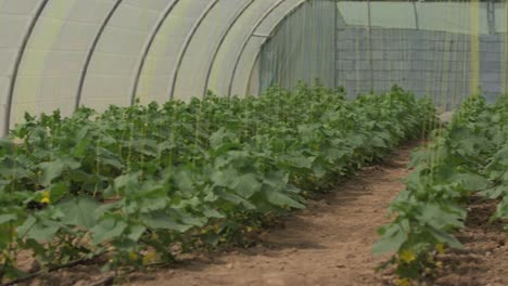 growing vegetables in green houses and drip irrigation