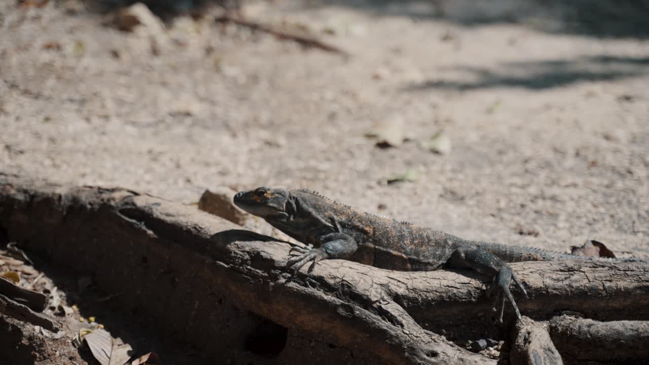 Iguana Crawling In Natural Habitat On Sunny Forest In Costa Rica