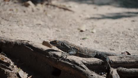 iguana crawling in natural habitat on sunny forest in costa rica