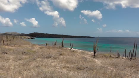 Flying-slowly-over-a-cactus-field-with-turqoise-water-ocean-background-in-a-caribbean-island