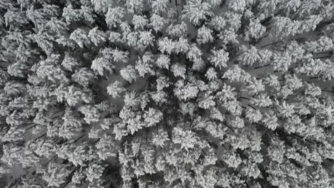 AERIAL:-Top-Down-Shot-of-Drone-Flying-Over-Frozen-Forest-in-Siberia