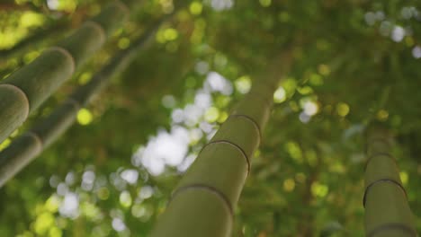 Paisaje-De-Bosque-De-Bambú-Vertical-Que-Se-Eleva-Hacia-El-Cielo,-Fuerte-Vegetación-Capturada-Durante-El-Día-Del-Sol,-Concepto-De-Entorno-Natural