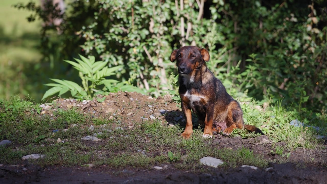 Small street dog sitting outside alone