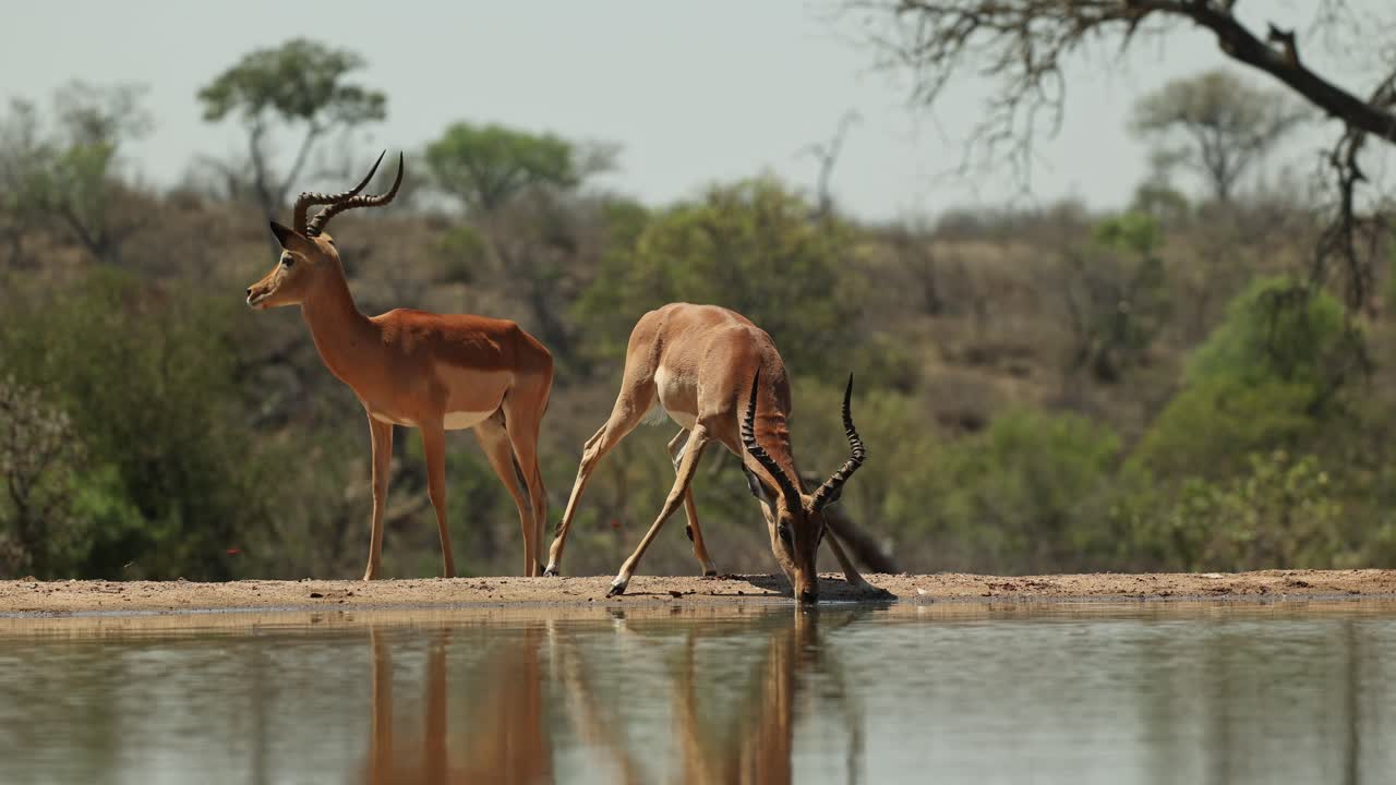 A male impala drinking at a waterhole before jumping back while two impala males walk by in the background, Greater Kruger