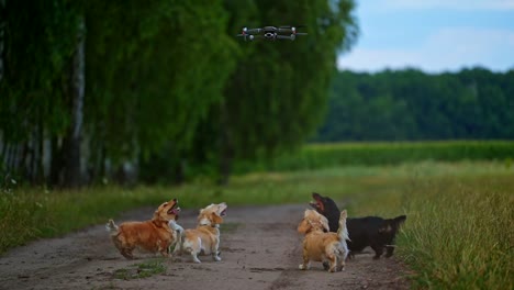 Adorable pet dogs walk. Beautiful dogs in good shape bark and jump to the drone flying over them on green nature background.
