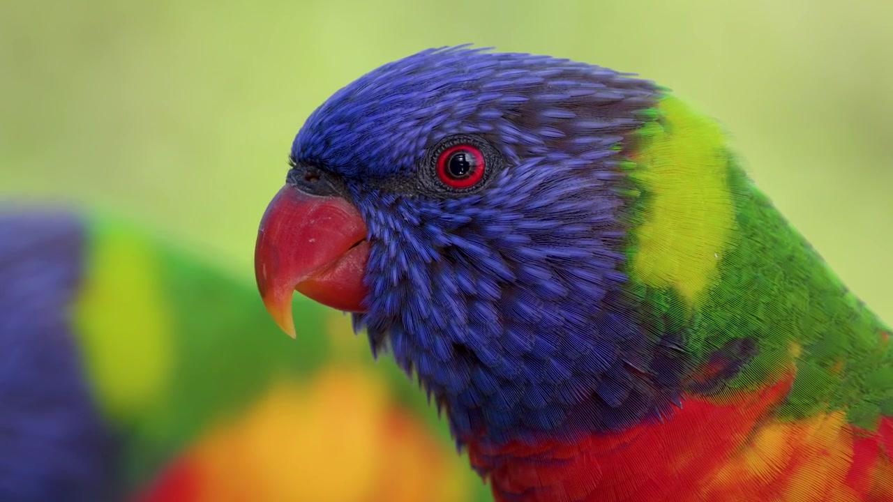 Primo piano estremo di un colorato pappagallo lorichetto arcobaleno che si guarda intorno alla luce naturale del giorno.