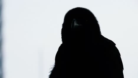 close up of silhouette of a crow, observing are and having white background