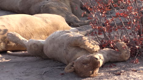 tres leones durmiendo a la sombra de la arena junto a un arbusto con hojas secas
