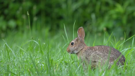 a young cottontail rabbit searching for choice grass stems in the dewy grass on a summer morning