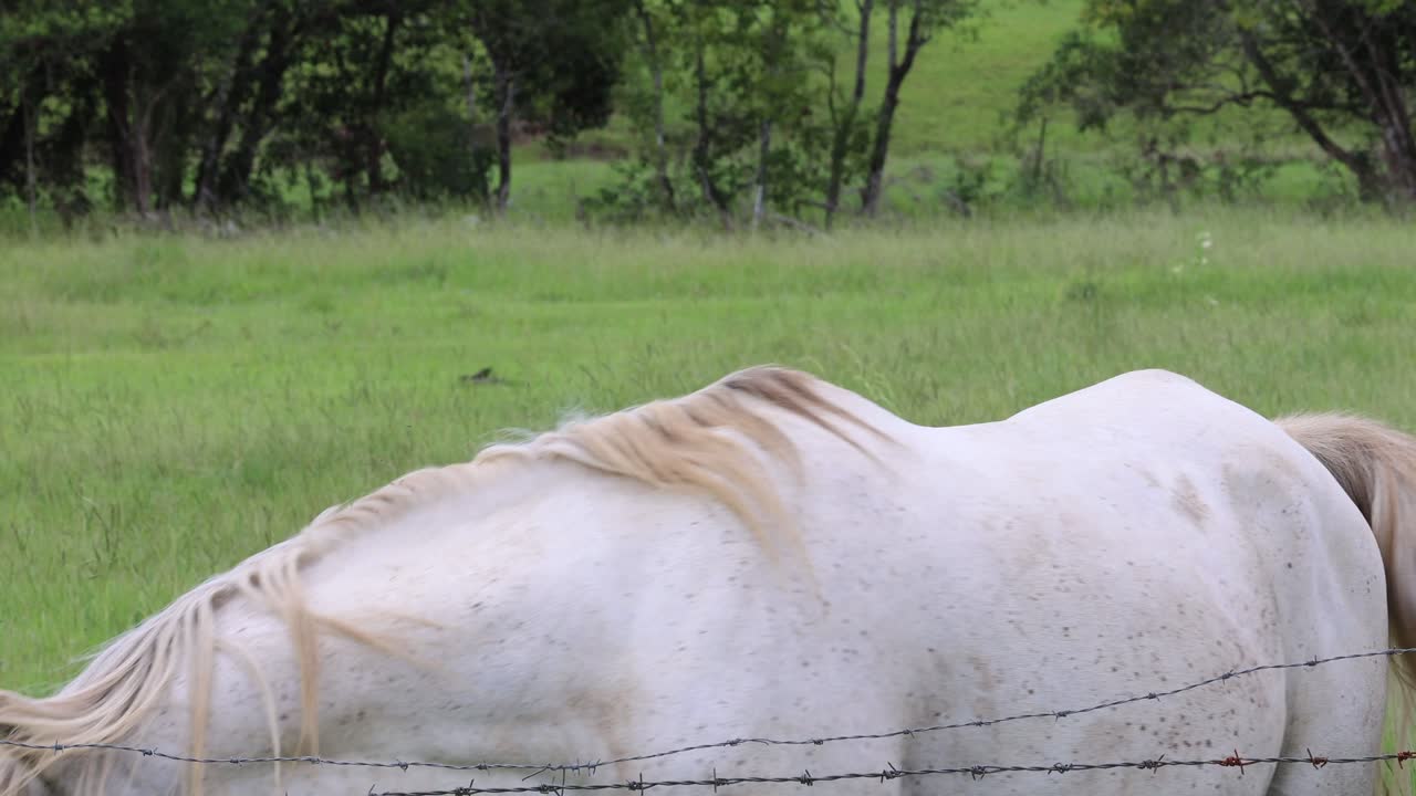 una secuencia serena de un caballo blanco en la naturaleza