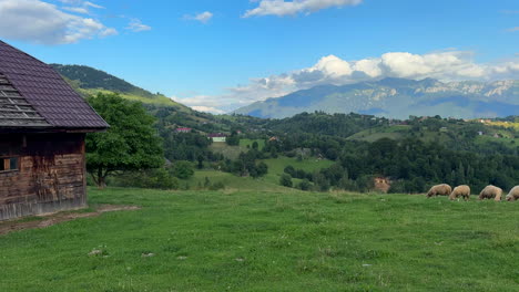 flock of sheep grazing in a rural valley of transylvania. panning