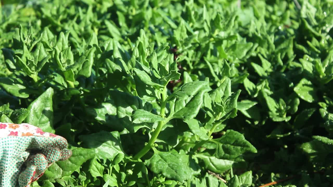 cerca de las manos con guantes sacando una planta de maleza en un jardín verde