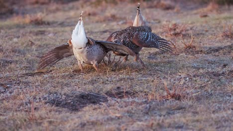 el macho de la gallina de cola afilada realiza una divertida danza de apareamiento en la pradera lek
