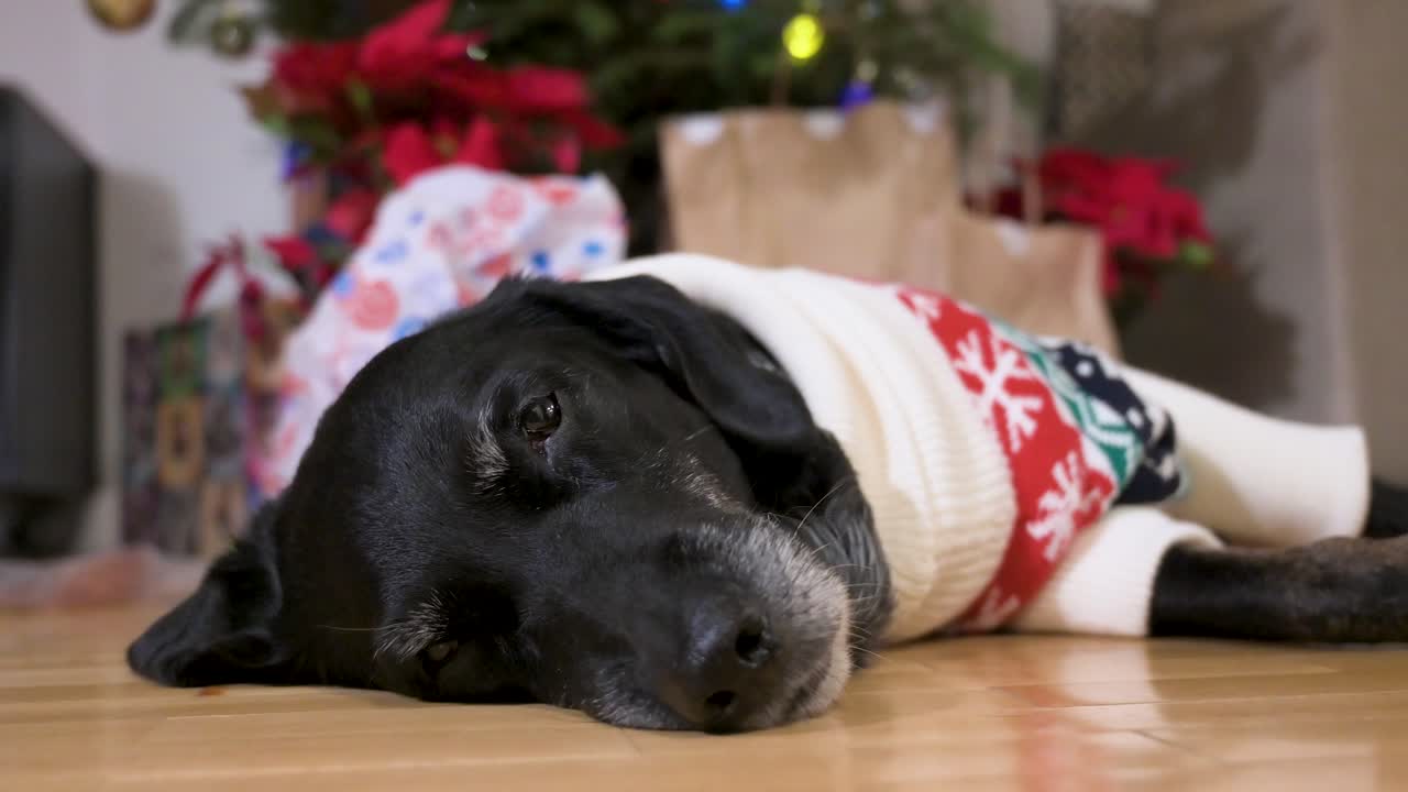 크리스마스 테마의 스웨터를 입은 피곤한 검은 시니어 라브라도르 개가 장식된 크리스마스 트리와 선물 에 바닥에 누워 있습니다.