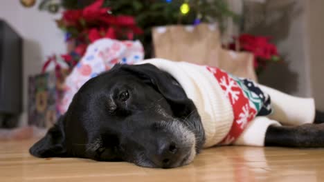 un cansado perro labrador senior negro con un suéter de temática navideña mientras yace en el suelo junto a un árbol de navidad decorado y regalos