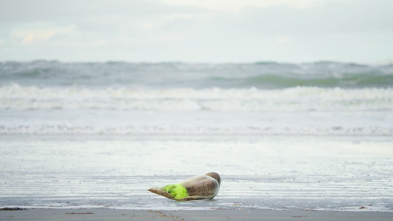 해변 에 누워 있는 새끼 항구 해파리 에 스프레이 태그 를 붙인 해파리 해파리