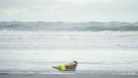 bebé foca del puerto con etiqueta de pulverización en sus aletas tendida en la playa del mar