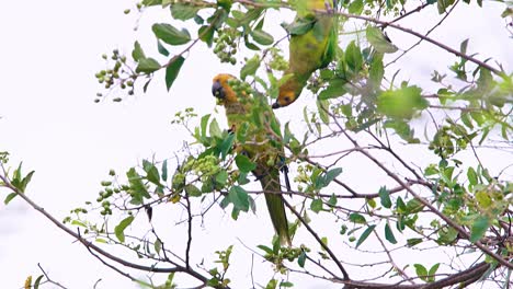4k-beautiful-Brown-Throated-Parakeet-perched-on-a-tree,-feeding---close-up