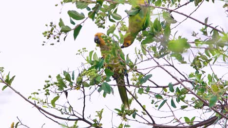 4k hermoso perico de garganta marrón encaramado en un árbol, alimentándose - de cerca