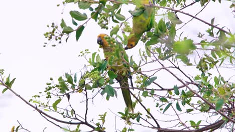 4k beautiful brown throated parakeet perched on a tree, feeding - close up