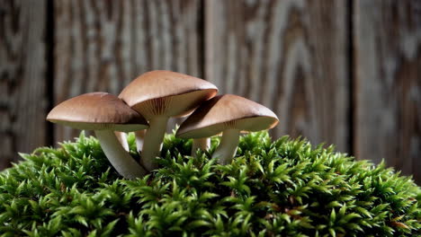 mushrooms growing in moss