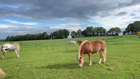 Wide-shot-of-a-small-herd-of-Haflinger-horses-grazing-on-a-calm-meadow-in-the-autumn