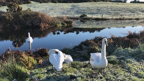 four white swans rest on frosty autumn morning by countryside pond